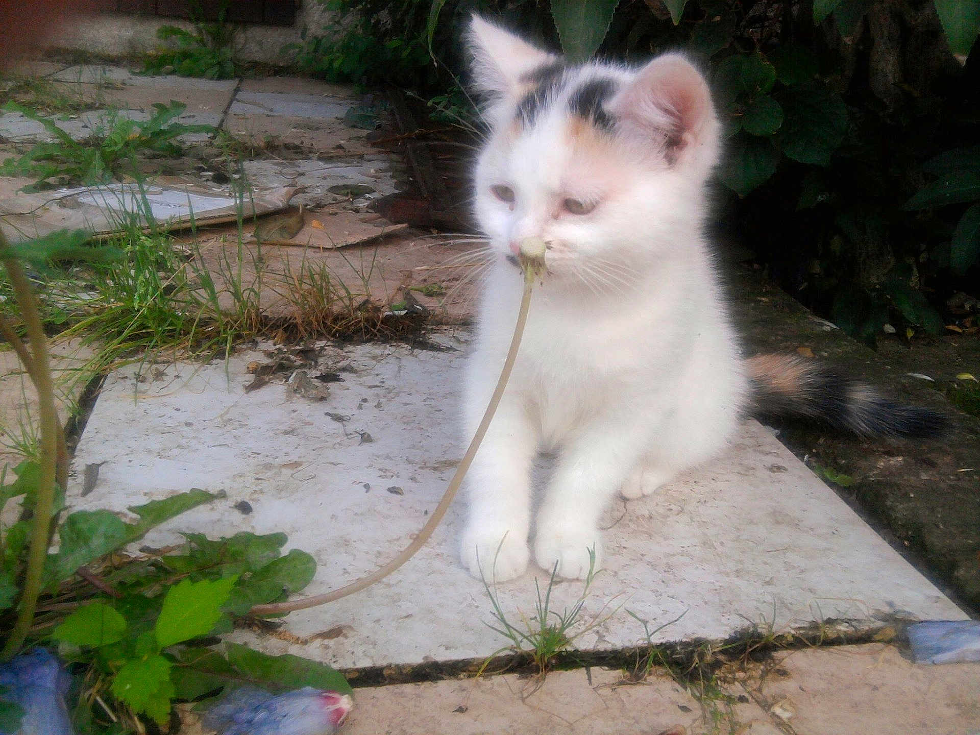 Poupoune participe au concours pour gagner de l'argent avec cette photo : kitten, cat, calico, white_fur, whiskers, paws, tail, grass, leaf, plant, backyard, tiles, paving, dirt, outdoor, sitting, close_up, curious, nature, playful