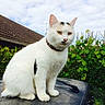Poupoune participe au concours pour gagner de l'argent avec cette photo : car, car_hood, cat, clouds, collar, eyes, feline, fur, greenery, hedge, house, nose_spot, outdoor, pet, portrait, roof, sitting, sky, whiskers, white_cat