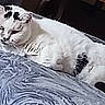 bed, blanket, cat, cozy, ears, eyes, feline, fluffy, fur, gray_markings, indoor, lying_down, nose, paws, pet, portrait, relaxed, sleeping_area, whiskers, white_cat