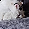 animal, bed, blanket, cat, close_up, cozy, curled_up, ears, fluffy, furry, indoors, patterned_blanket, paws, pet, portrait, relaxed, resting, sleeping, soft_lighting, white_cat
