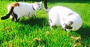 Poupoune a rejoint le concours — aidez-le/la à gagner de superbes lots ! black_and_white_cat, cat, cats, domestic_animal, feline, garden, grass, green_grass, lawn, nature, outdoor, pair, pet, playing, shallow_depth_of_field, sniffing, summer, sunlight, tail, white_cat