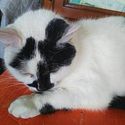 Ninite Khamsomphou a rejoint le concours — aidez-le/la à gagner de superbes lots ! cat, sleeping_cat, white_cat, black_markings, paw, whiskers, fur, close_up, nap, orange_table, wooden_cabinet, indoor, pet, domestic_animal, relaxed, cozy, portrait, table_surface, furniture, household