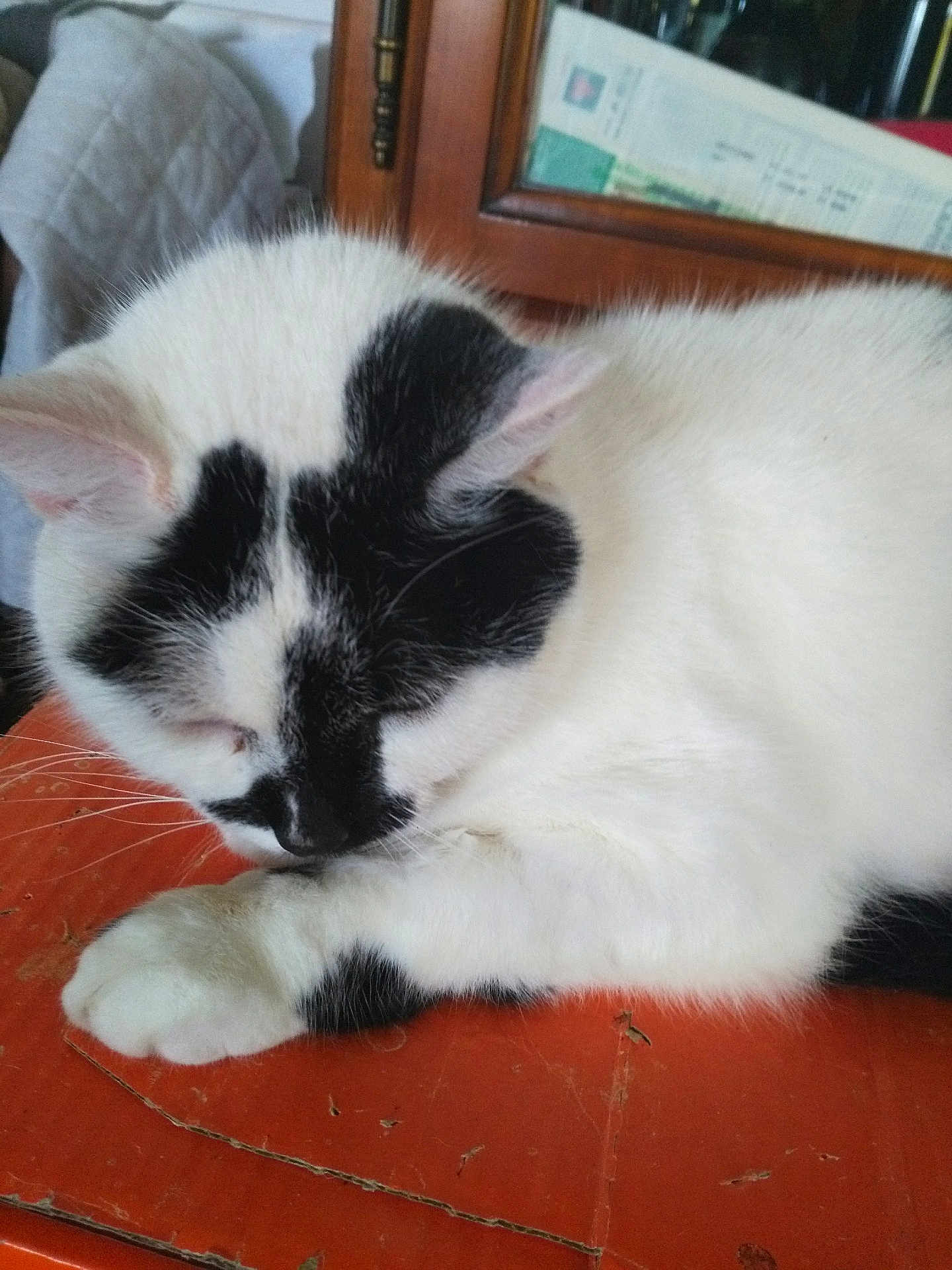 Ninite Khamsomphou a rejoint le concours — aidez-le/la à gagner de superbes lots ! cat, sleeping_cat, white_cat, black_markings, paw, whiskers, fur, close_up, nap, orange_table, wooden_cabinet, indoor, pet, domestic_animal, relaxed, cozy, portrait, table_surface, furniture, household