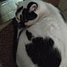 black_and_white, cat, closeup, coat_pattern, cozy, curled_up, domestic_cat, ear, feline, fur, indoor, napping, pet, plush, resting, round, sleeping, soft, tile_floor, whiskers