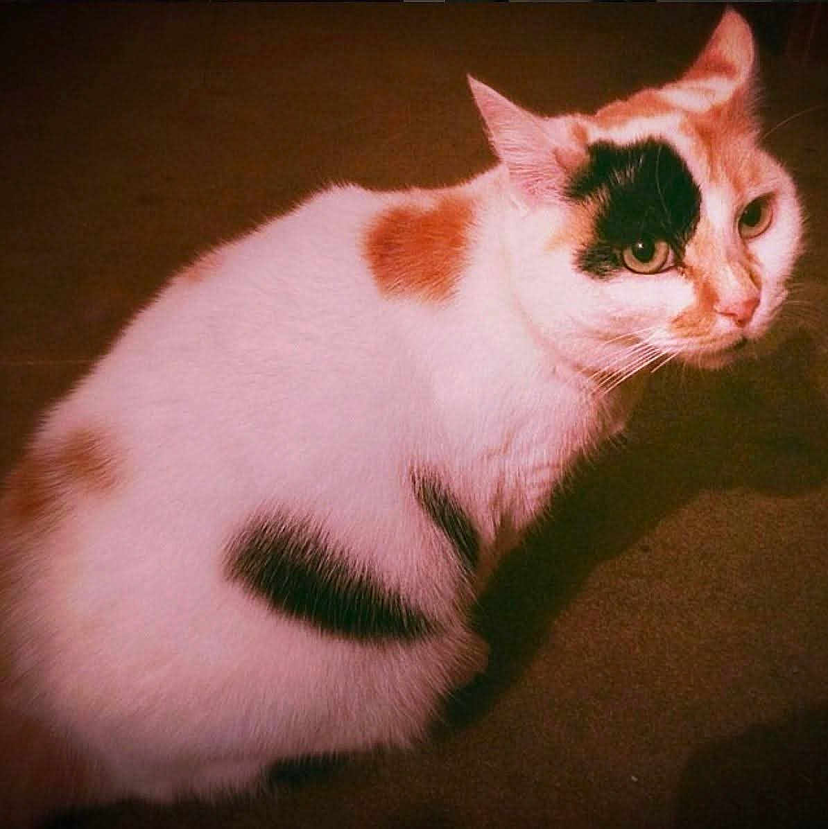 Mimie Khamsomphou participe au concours pour gagner de l'argent avec cette photo : cat, calico_cat, pet, feline, whiskers, fur, green_eyes, ears, sitting, indoor, close_up, portrait, tricolor, brown_floor, cute, domestic_cat, mammal, looking_away, soft_grain, vintage_tint