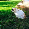 Mimie Khamsomphou participe au concours pour gagner de l'argent avec cette photo : animal, backyard, cat, feline, flowerpot, fur, garden, grass, greenery, lawn, nature, orange_patches, outdoor, pet, shadow, sitting, sunlight, tail, tree, white_cat