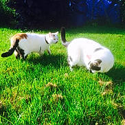 Mimie Khamsomphou participe au concours pour gagner de l'argent avec cette photo : animals, backyard, brown_markings, calico_cat, cat, cats, crouching, daylight, feline, garden, grass, gray_markings, greenery, lawn, nature, outdoors, pets, sunlight, walking, white_cat