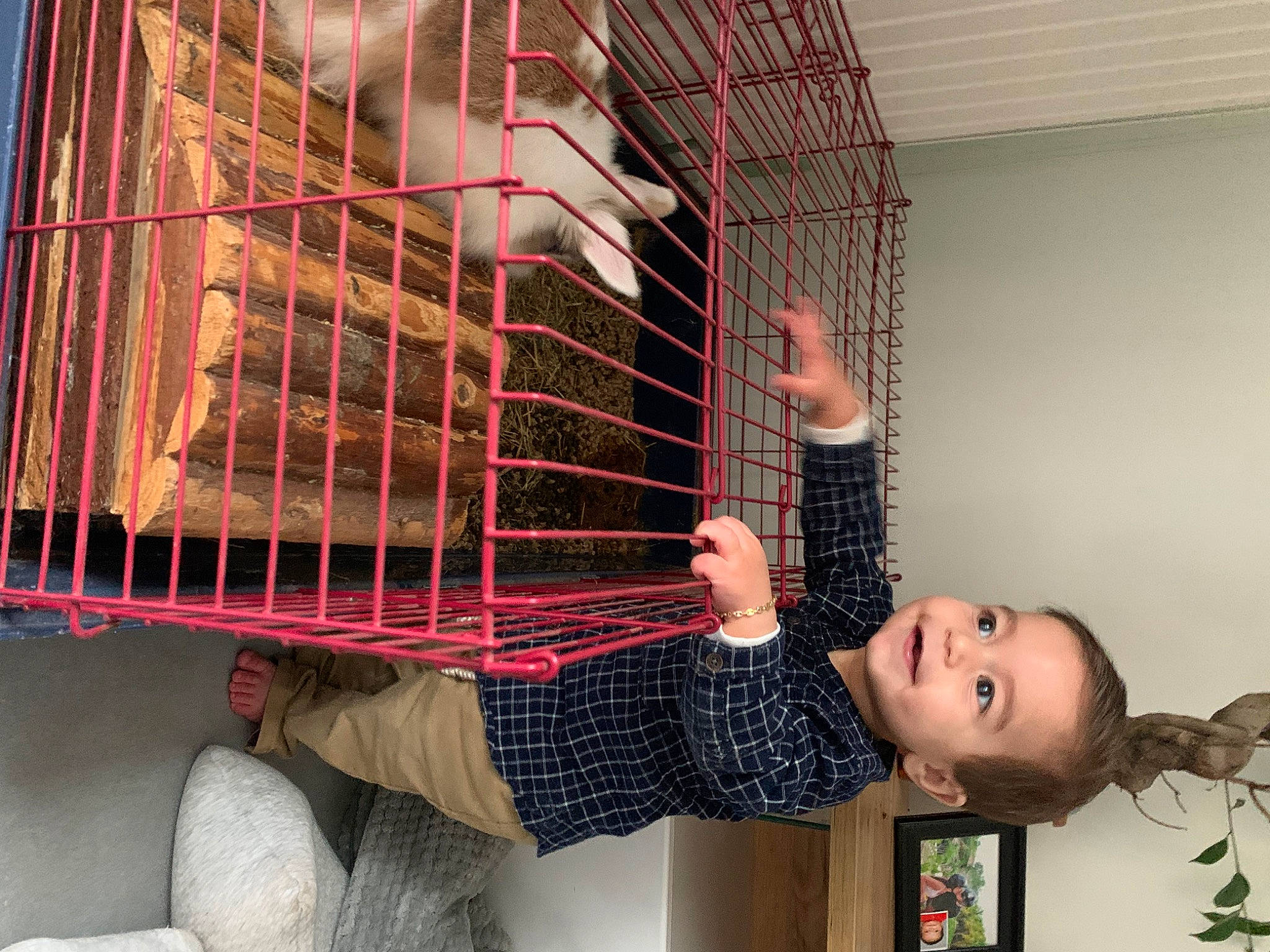 Sohan a rejoint le concours — aidez-le/la à gagner de superbes lots ! beak, bird, cage, chicken, feather, fun, galliformes, joy, livestock, metal, person, pet_supply, plucked_string_instruments, poultry, red, room, smile, string_instrument, tail, textile