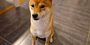Saiyan a rejoint le concours — aidez-le/la à gagner de superbes lots ! animal, blurred_background, canine, companion, cute, dog, domestic, ears, face, floor, fur, home, house, indoor, pet, portrait, shiba_inu, sitting, tablecloth, tile