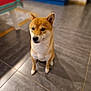 Saiyan a rejoint le concours — aidez-le/la à gagner de superbes lots ! dog, shiba_inu, pet, indoor, floor, tile, sitting, cute, animal, canine, fur, ears, face, portrait, house, home, tablecloth, blurred_background, domestic, companion