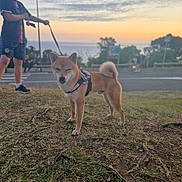 Saiyan a rejoint le concours — aidez-le/la à gagner de superbes lots ! dog, shiba_inu, boy, leash, sunset, outdoor, grass, street, sky, person, sidewalk, tree, nature, casual_clothing, harness, walking, evening, young_person, pet, animal