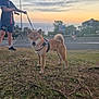 dog, shiba_inu, boy, leash, sunset, outdoor, grass, street, sky, person, sidewalk, tree, nature, casual_clothing, harness, walking, evening, young_person, pet, animal