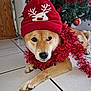 dog, shiba_inu, hat, red_hat, pom_pom, reindeer_design, tinsel, christmas_tree, ornament, holiday, indoor, tile_floor, pet, festive, decorations, cute, animal, fur, nose, paw