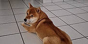 Saiyan a rejoint le concours — aidez-le/la à gagner de superbes lots ! dog, shiba_inu, indoor, floor, tile_floor, lying_down, pet, canine, fur, tail, looking_back, hallway, door, cabinet, home, animal, calm, resting, brown_fur, quiet