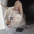 Jiji L.