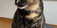 Loullig participe au concours pour gagner de l'argent avec cette photo : cat, tortoiseshell, pet, feline, animal, sitting, fur, whiskers, ears, eyes, indoor, table, blurred_background, domestic_animal, cute, portrait, looking_away, soft_light, calm, close_up