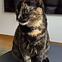 cat, tortoiseshell, pet, feline, animal, sitting, fur, whiskers, ears, eyes, indoor, table, blurred_background, domestic_animal, cute, portrait, looking_away, soft_light, calm, close_up