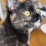 Loullig a rejoint le concours — aidez-le/la à gagner de superbes lots ! cat, tortoiseshell, animal, pet, close_up, yellow_eyes, fur, whiskers, indoor, curious, portrait, mammal, cute, feline, domestic, looking, side_view, ears, focus, soft_background