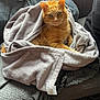 Loulou participe au concours pour gagner de l'argent avec cette photo : cat, orange_cat, blanket, couch, indoor, pet, feline, cozy, relaxed, fur, whiskers, green_eyes, soft_texture, home, pillow, seated, looking_at_camera, domestic_animal, resting, comfort