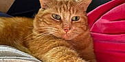 Loulou participe au concours pour gagner de l'argent avec cette photo : cat, ginger_cat, pet, feline, indoor, couch, pillow, relaxed, stretching, fur, whiskers, close_up, home, cozy, animal, resting, domestic_cat, comfortable, tabby, mammal