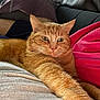 cat, ginger_cat, pet, feline, indoor, couch, pillow, relaxed, stretching, fur, whiskers, close_up, home, cozy, animal, resting, domestic_cat, comfortable, tabby, mammal