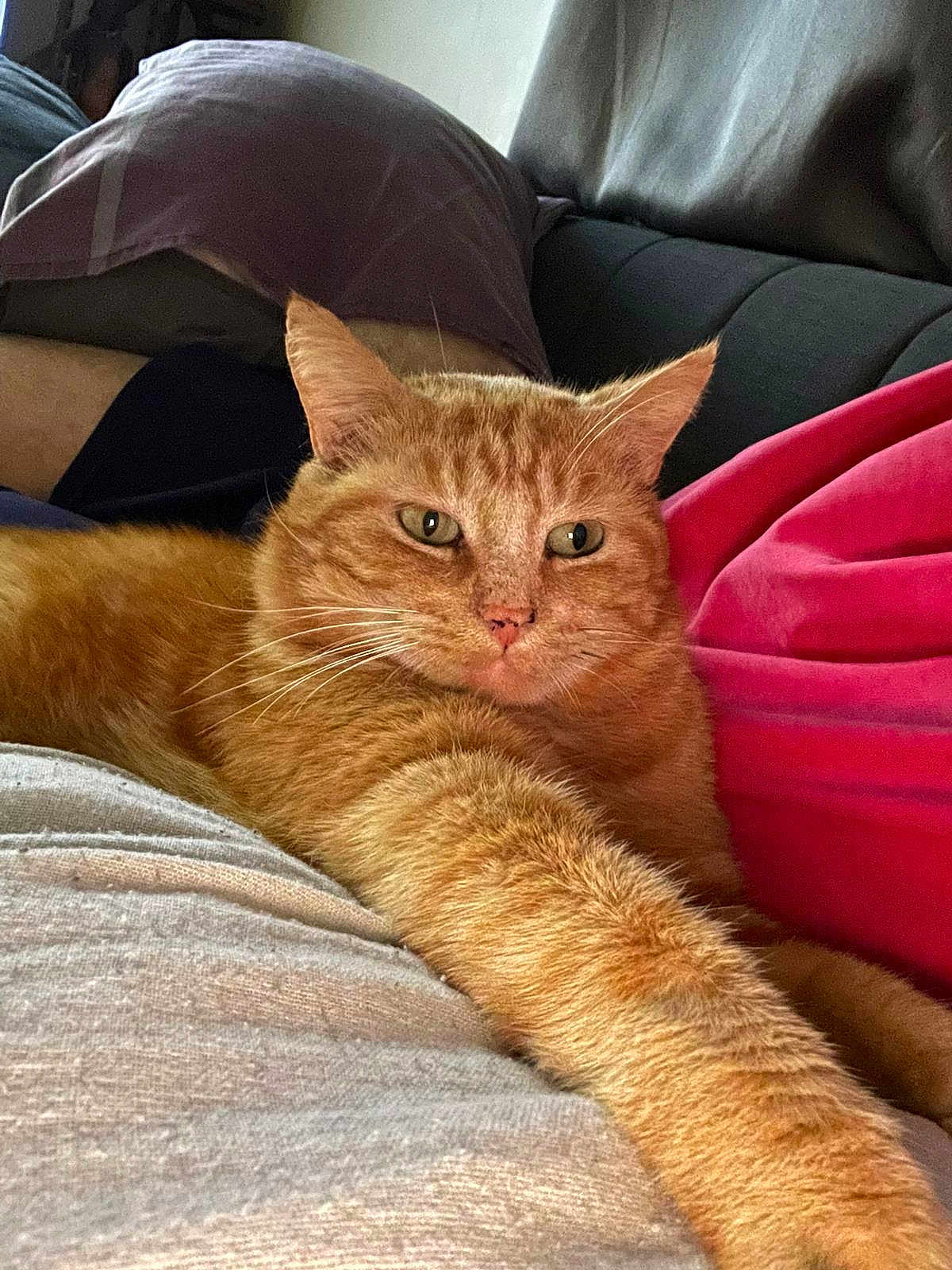 Loulou participe au concours pour gagner de l'argent avec cette photo : cat, ginger_cat, pet, feline, indoor, couch, pillow, relaxed, stretching, fur, whiskers, close_up, home, cozy, animal, resting, domestic_cat, comfortable, tabby, mammal