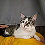 cat, tabby_cat, white_cat, pet, animal, indoor, person, beard, yellow_shirt, couch, gray_curtain, relaxed, lying_down, close_up, domestic_animal, fur, whiskers, face, hand, resting