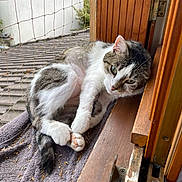 Lizzie a rejoint le concours — aidez-le/la à gagner de superbes lots ! cat, feline, pet, animal, lounging, relaxed, window, wood, towel, indoor, balcony, netting, greenery, natural_light, fur, whiskers, paws, sleepy, resting, domestic