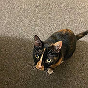 Roxie is registered to the contest to win money with this photo: cat, calico_cat, pet, feline, animal, whiskers, green_eyes, black_fur, orange_fur, white_fur, tri_color, looking_up, portrait, indoors, carpet, floor, tail, ears, closeup, house_cat