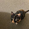 cat, calico_cat, pet, feline, animal, whiskers, green_eyes, black_fur, orange_fur, white_fur, tri_color, looking_up, portrait, indoors, carpet, floor, tail, ears, closeup, house_cat