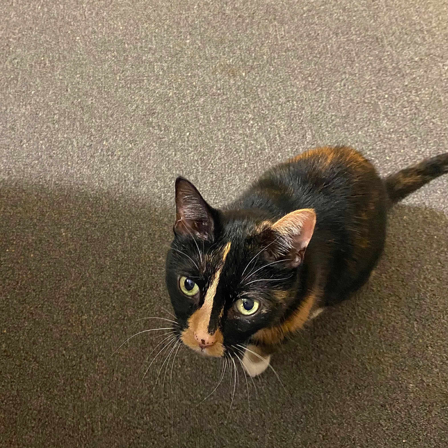 Roxie