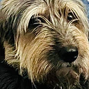 Tomas is registered to the contest to win money with this photo: dog, close_up, shaggy_coat, brown, black, fur, pet, collar, tag, blanket, pattern, indoor, resting, animal, cute, portrait, canine, furry, companion, cozy