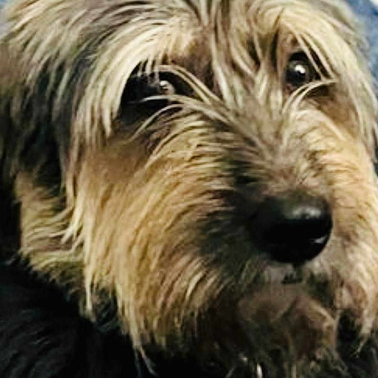 Tomas is registered to the contest to win money with this photo: animal, black, blanket, brown, canine, close_up, collar, companion, cozy, cute, dog, fur, furry, indoor, pattern, pet, portrait, resting, shaggy_coat, tag