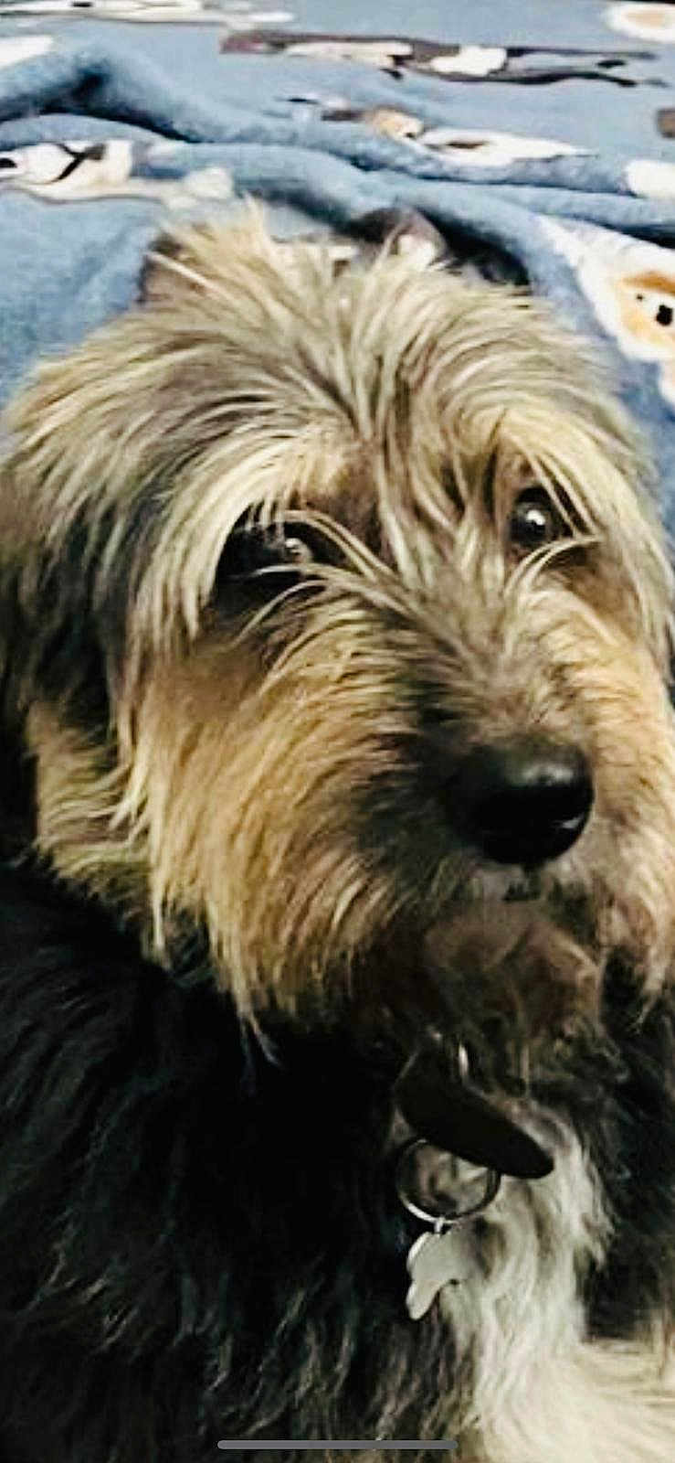 Tomas is registered to the contest to win money with this photo: dog, close_up, shaggy_coat, brown, black, fur, pet, collar, tag, blanket, pattern, indoor, resting, animal, cute, portrait, canine, furry, companion, cozy
