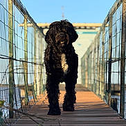 Akim a rejoint le concours — aidez-le/la à gagner de superbes lots ! dog, black_dog, shaggy_dog, curly_fur, fluffy, standing, bridge, suspension_bridge, wooden_walkway, outdoor, sunny, blue_sky, water, bridge_cables, symmetry, perspective, portrait, animal, nature, daylight