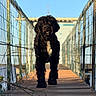 dog, black_dog, shaggy_dog, curly_fur, fluffy, standing, bridge, suspension_bridge, wooden_walkway, outdoor, sunny, blue_sky, water, bridge_cables, symmetry, perspective, portrait, animal, nature, daylight