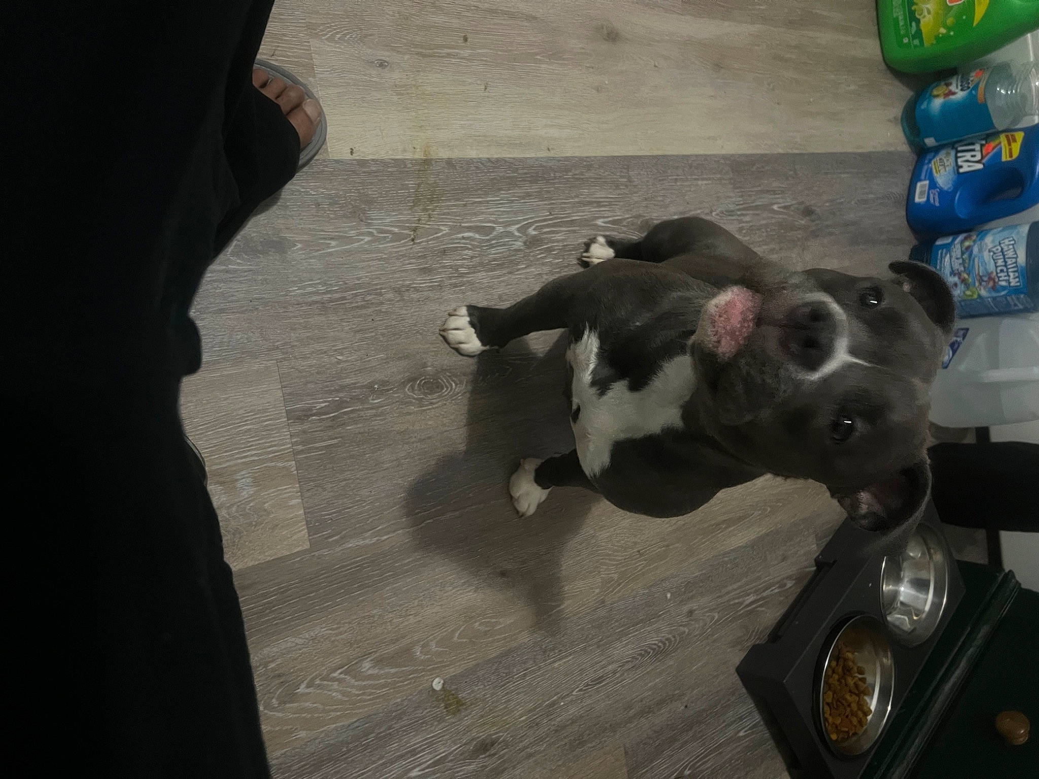 Page joined the competition — help win amazing prizes! boston_terrier, canidae, carnivore, companion_dog, dog, dog_breed, fawn, flooring, fur, guard_dog, hardwood, non_sporting_group, paw, pet_supply, shadow, snout, sporting_group, tail, wood, working_animal