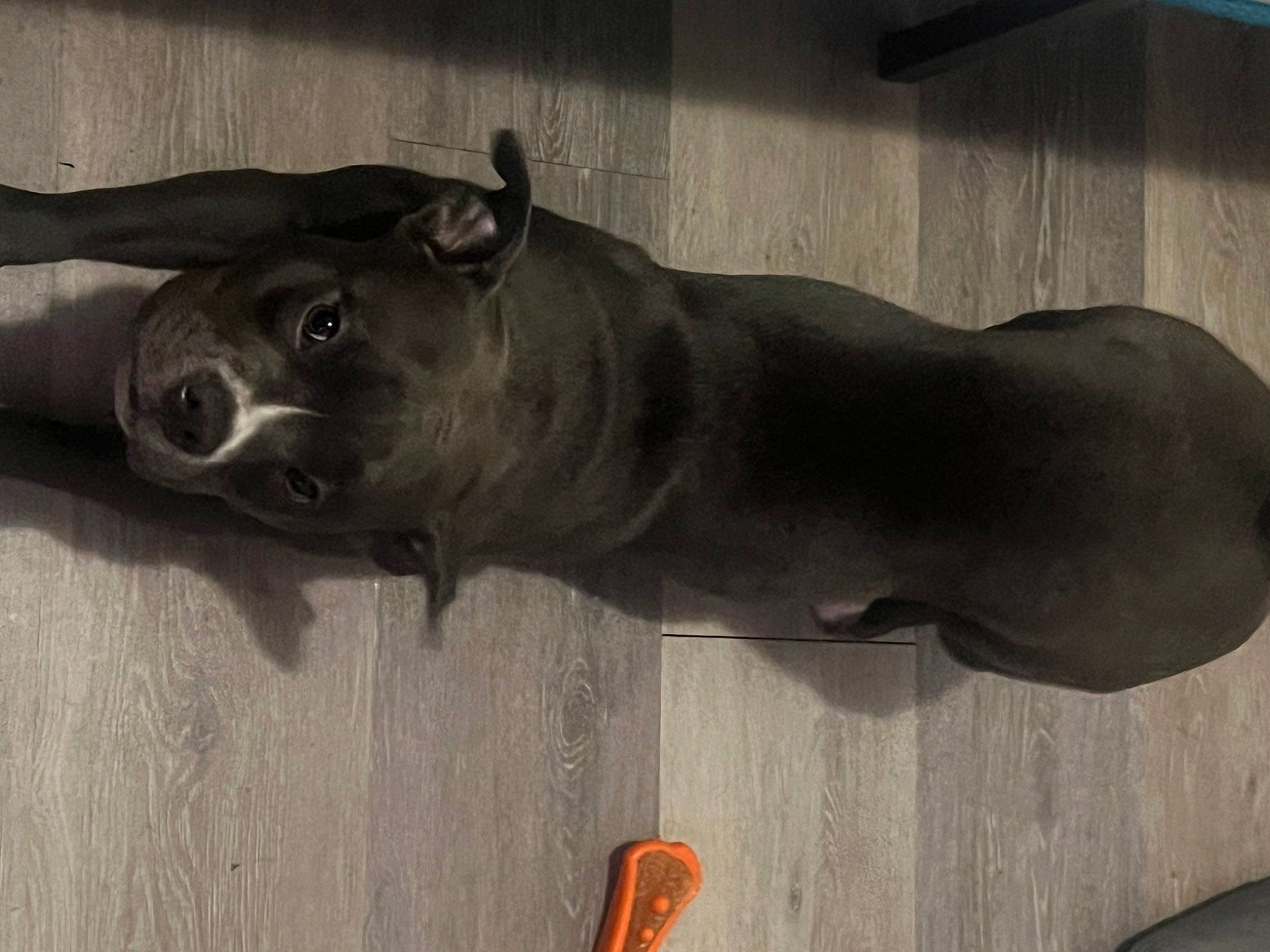 Page joined the competition — help win amazing prizes! art, canidae, carnivore, dog, dog_breed, fawn, grey, guard_dog, hardwood, liver, metal, sculpture, snout, sporting_group, statue, tail, terrestrial_animal, whiskers, wood, working_animal