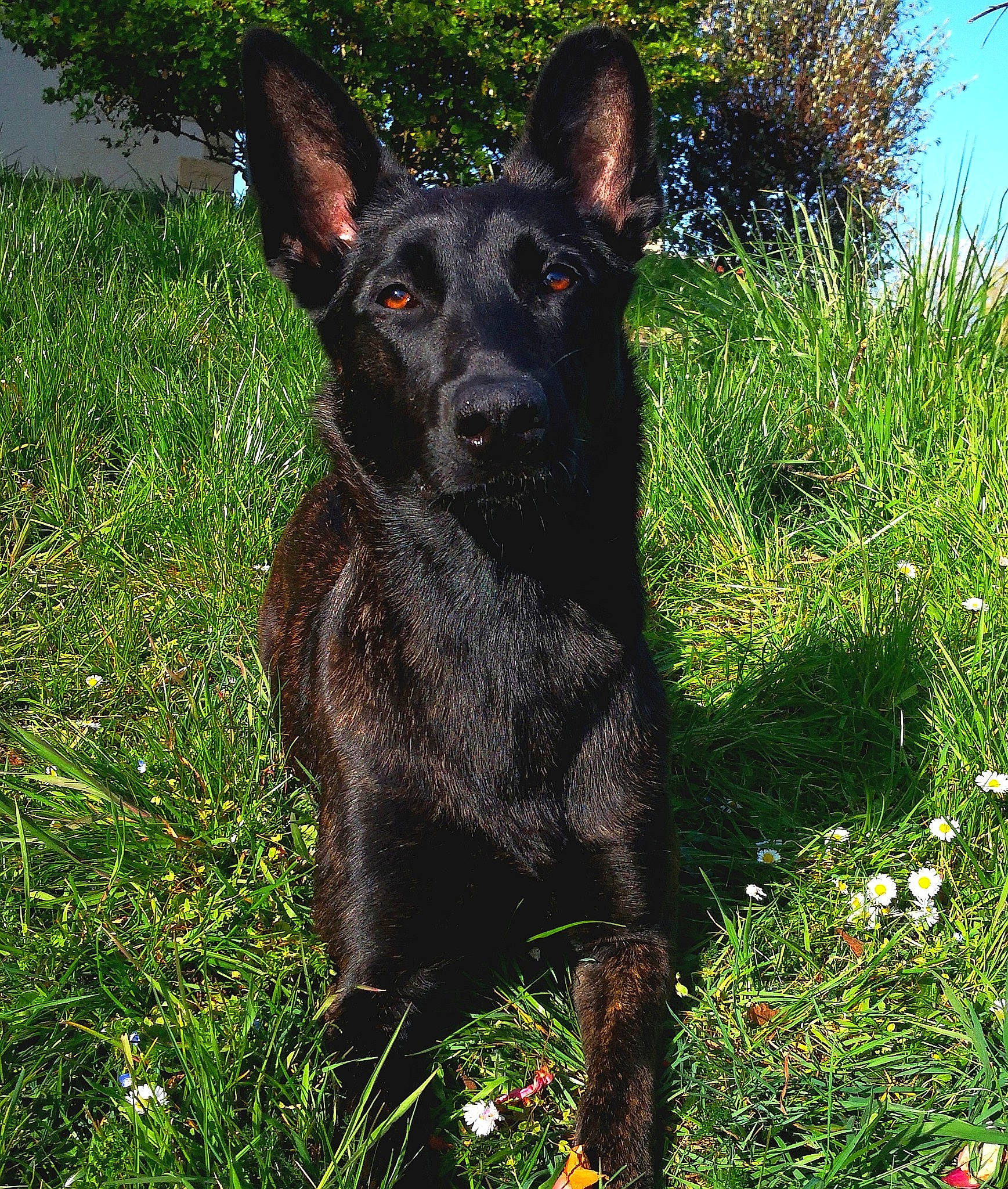 Bailey participe au concours pour gagner de l'argent avec cette photo : canidae, carnivore, companion_dog, dog, dog_breed, eye, fawn, flower, grass, groundcover, guard_dog, herding_dog, hunting_dog, plant, sporting_group, terrestrial_animal, terrestrial_plant, whiskers, working_animal, working_dog