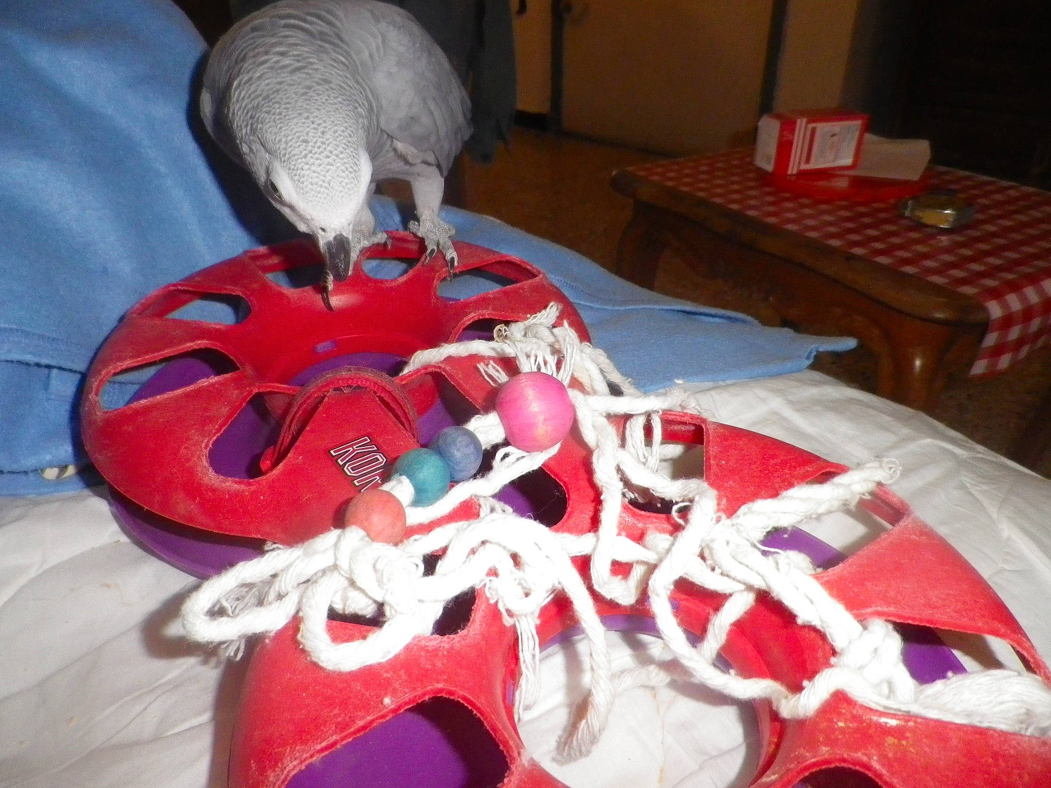 Paco participe au concours pour gagner de l'argent avec cette photo :