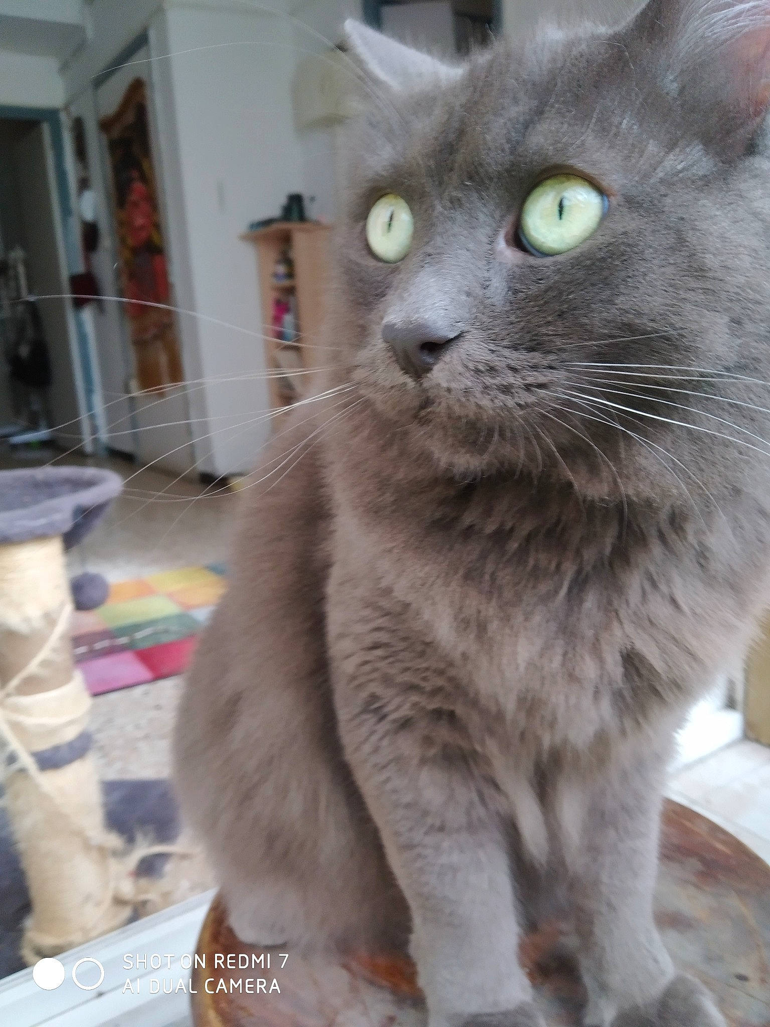 Ulysse participe au concours pour gagner de l'argent avec cette photo : carnivore, cat, domestic_short_haired_cat, eye, felidae, fur, grey, paw, russian_blue, small_to_medium_sized_cats, snout, terrestrial_animal, whiskers, window