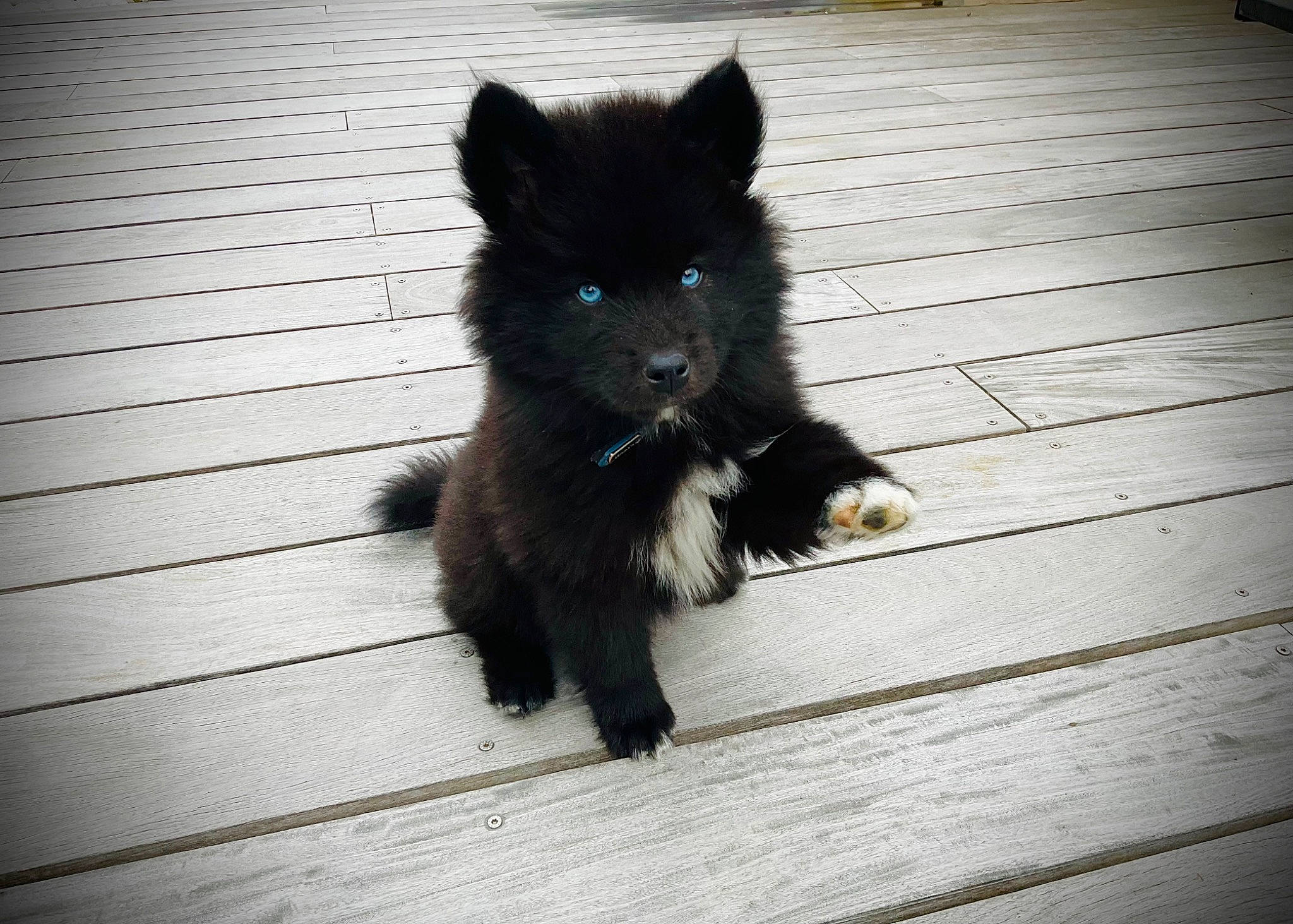 Kuma a rejoint le concours — aidez-le/la à gagner de superbes lots ! canidae, carnivore, companion_dog, dog, dog_breed, electric_blue, felidae, floor, flooring, foot, fur, hardwood, shadow, small_to_medium_sized_cats, snout, sporting_group, tail, tints_and_shades, whiskers, wood