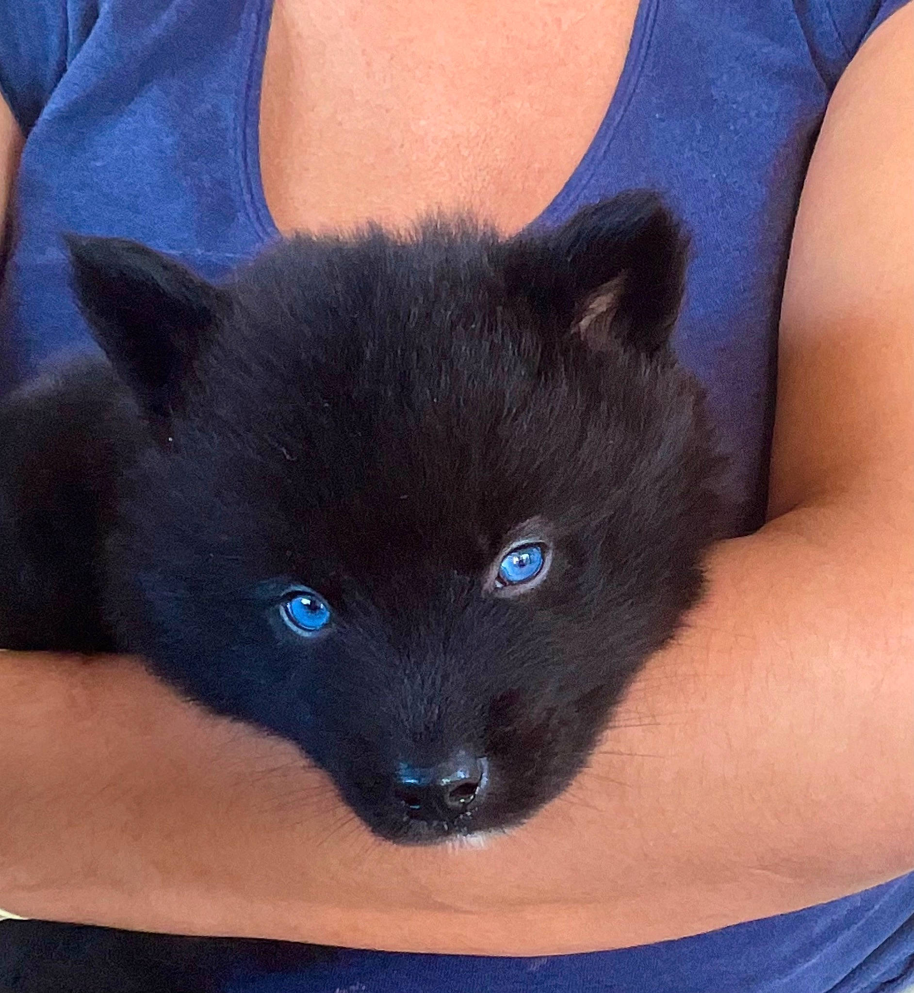 Kuma participe au concours pour gagner de l'argent avec cette photo : black_cat, blue, carnivore, cat, cat_supply, dog_breed, domestic_short_haired_cat, electric_blue, fawn, felidae, fur, russian_blue, small_to_medium_sized_cats, snout, tail, terrestrial_animal, water, whiskers