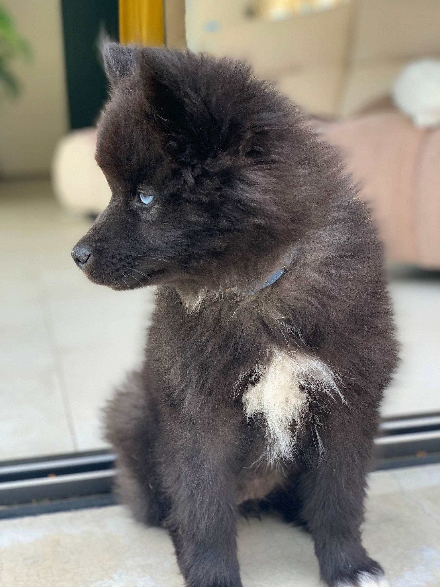 Kuma a rejoint le concours — aidez-le/la à gagner de superbes lots ! ancient_dog_breeds, balance, canidae, carnivore, companion_dog, dog, dog_breed, flowerpot, fur, houseplant, non_sporting_group, paw, plant, snout, sporting_group, tail, terrestrial_animal, whiskers, working_animal, working_dog