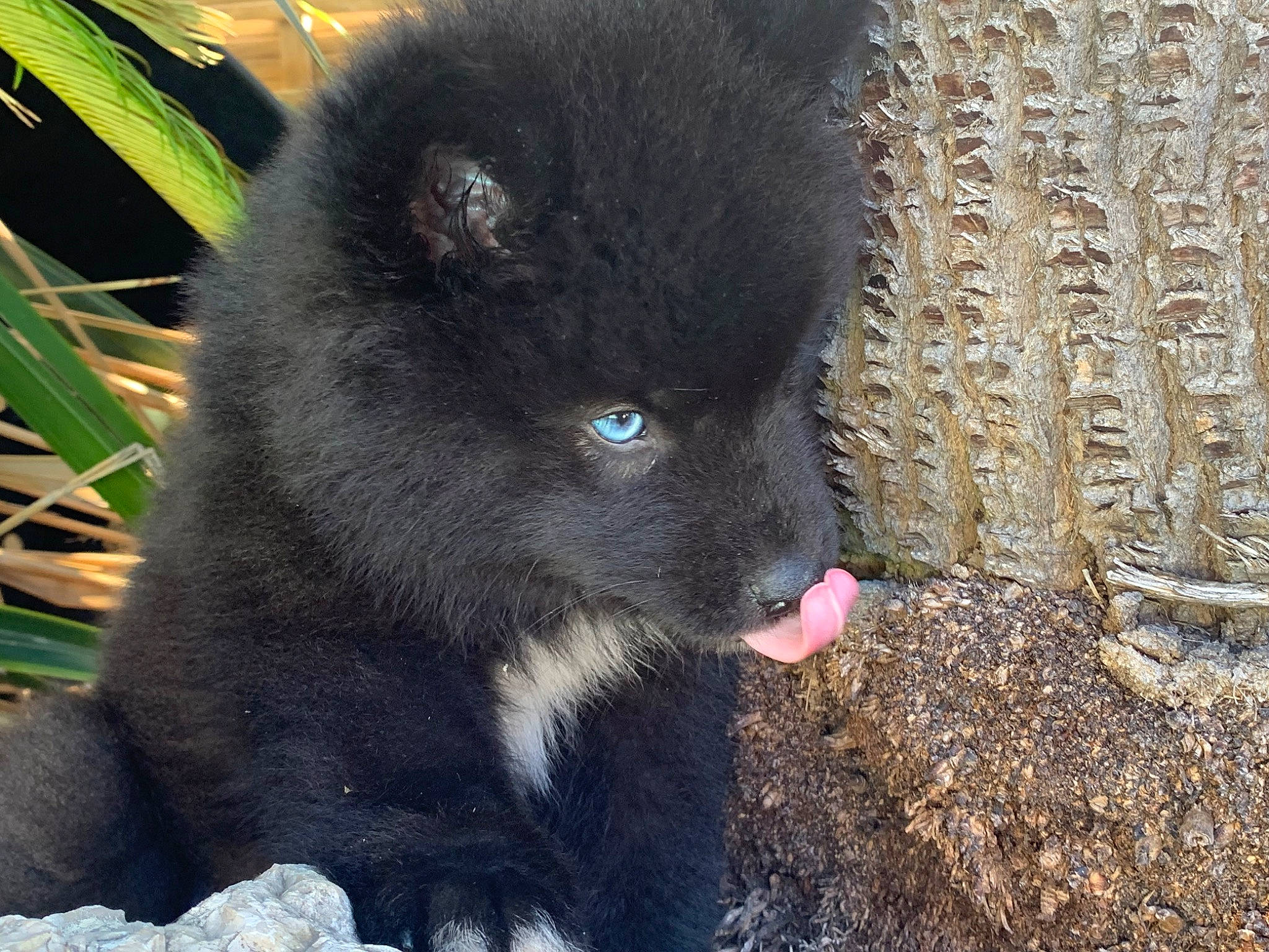 Kuma a rejoint le concours — aidez-le/la à gagner de superbes lots ! canidae, carnivore, companion_dog, dog_breed, fur, plant, terrestrial_animal, tree