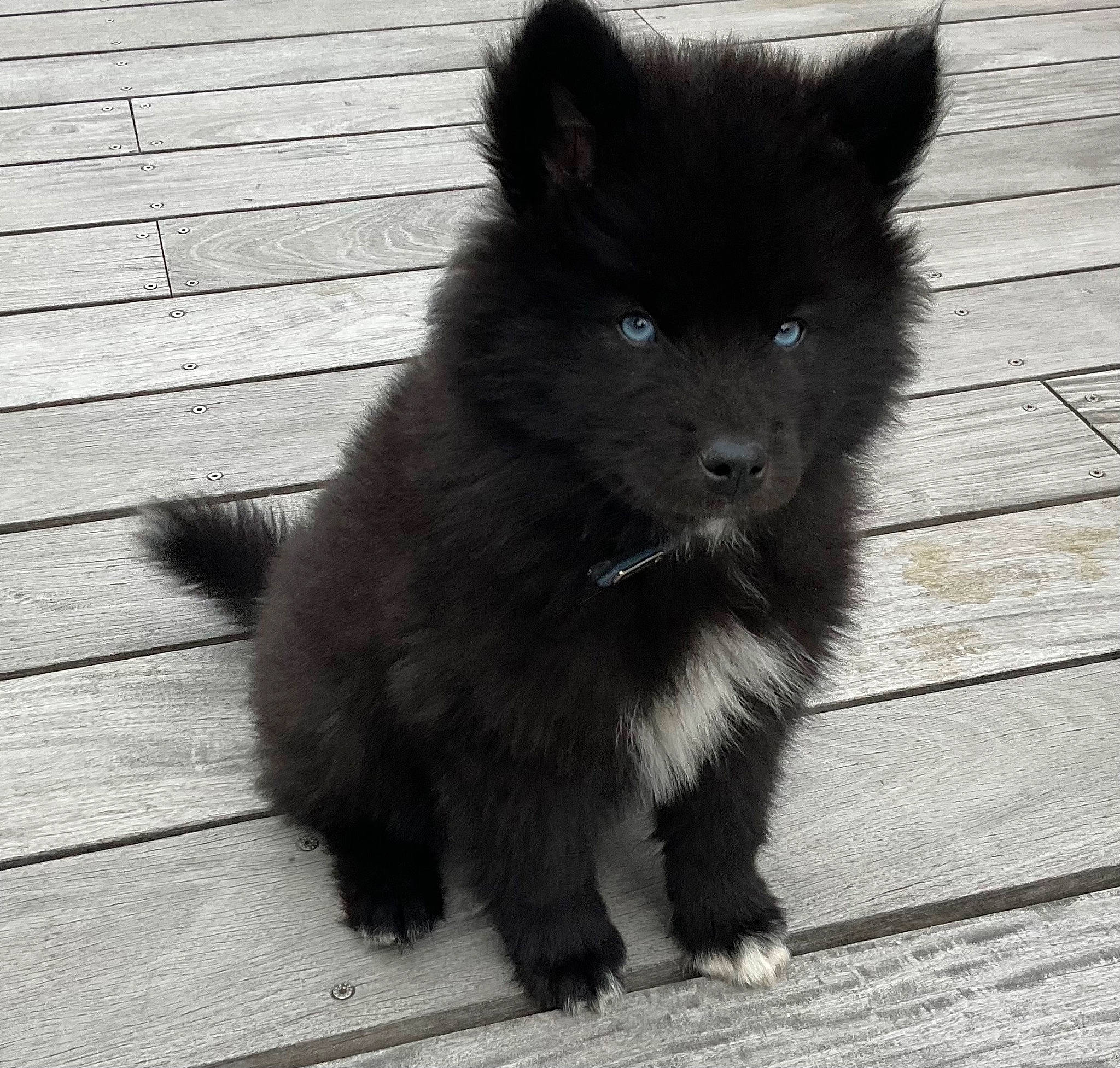 Kuma participe au concours pour gagner de l'argent avec cette photo : ancient_dog_breeds, canidae, carnivore, companion_dog, dog, dog_breed, flooring, fur, german_spitz, german_spitz_mittel, monochrome_photography, road_surface, snout, sporting_group, tail, terrestrial_animal, whiskers, wood, working_animal, working_dog