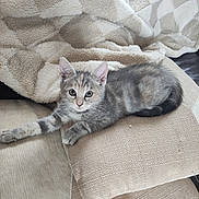 Syha a rejoint le concours — aidez-le/la à gagner de superbes lots ! animal, blanket, cat, couch, cozy, cute, ears, eyes, feline, fur, gray_tabby, home, indoor, kitten, pet, pillow, relaxed, resting, small, whiskers