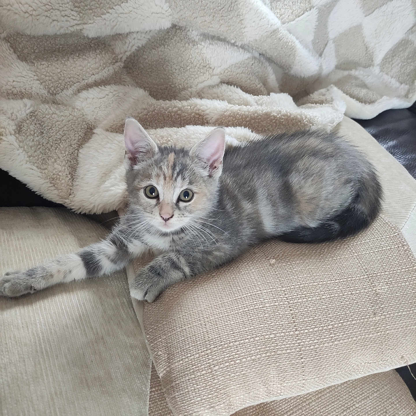 Syha