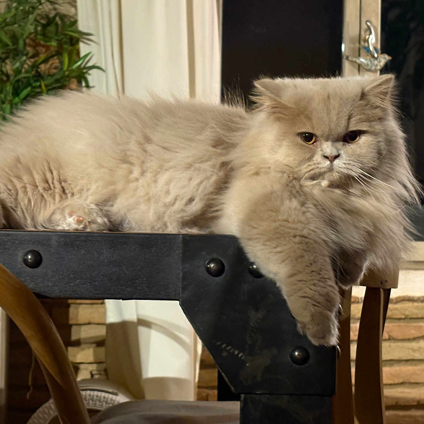 Melody participe au concours pour gagner de l'argent avec cette photo : cat, fluffy, indoor, table, plant, brick_wall, furniture, pet, animal, resting, long_hair, domestic_cat, window, curtain, wooden_chair, cozy, relaxed, face, paw, mammal