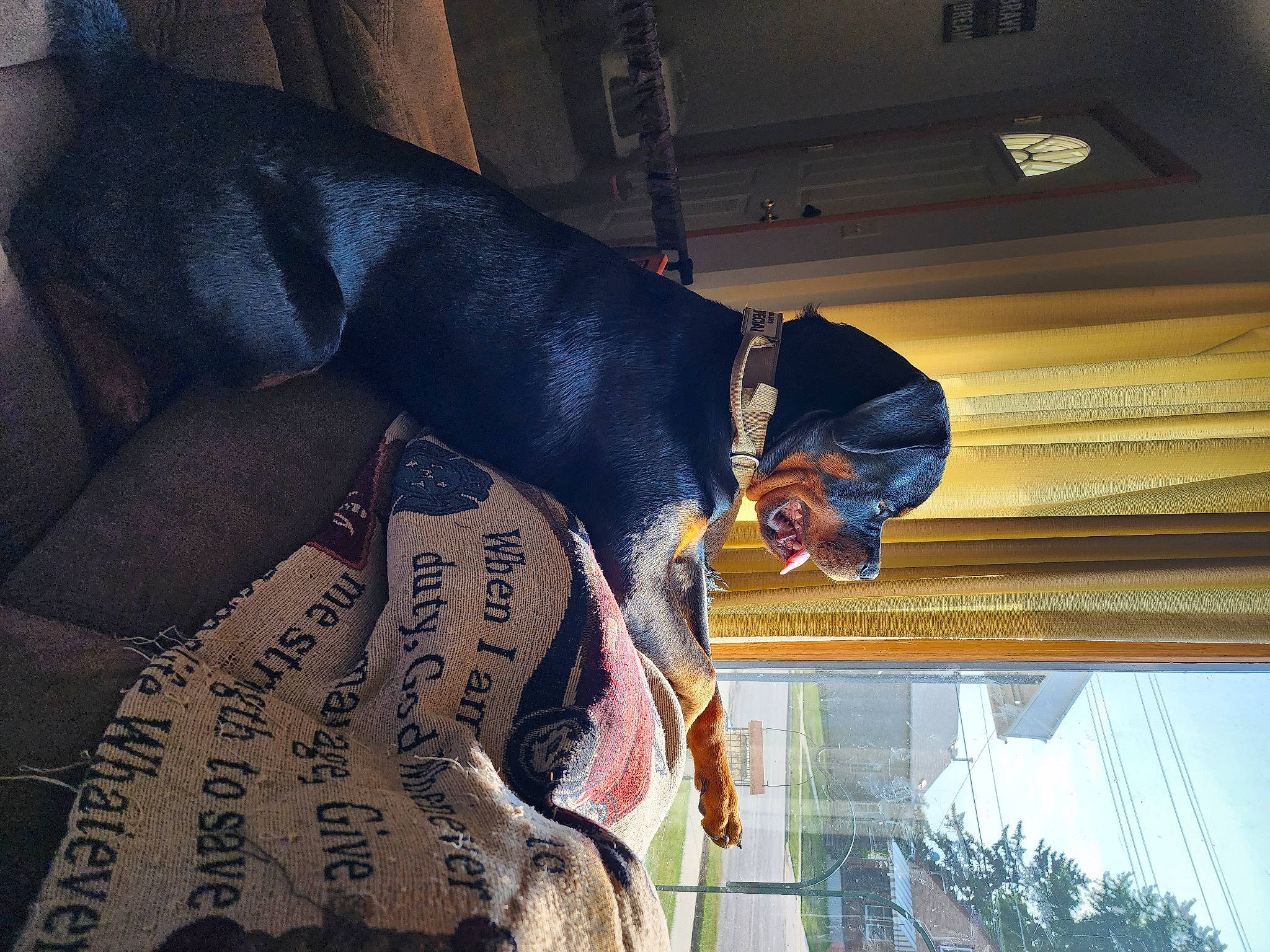 Tonka joined the competition — help win amazing prizes! carnivore, collar, comfort, companion_dog, dog, dog_breed, fawn, fun, fur, guard_dog, sky, sporting_group, tail, tints_and_shades, tree, window, working_animal, working_dog